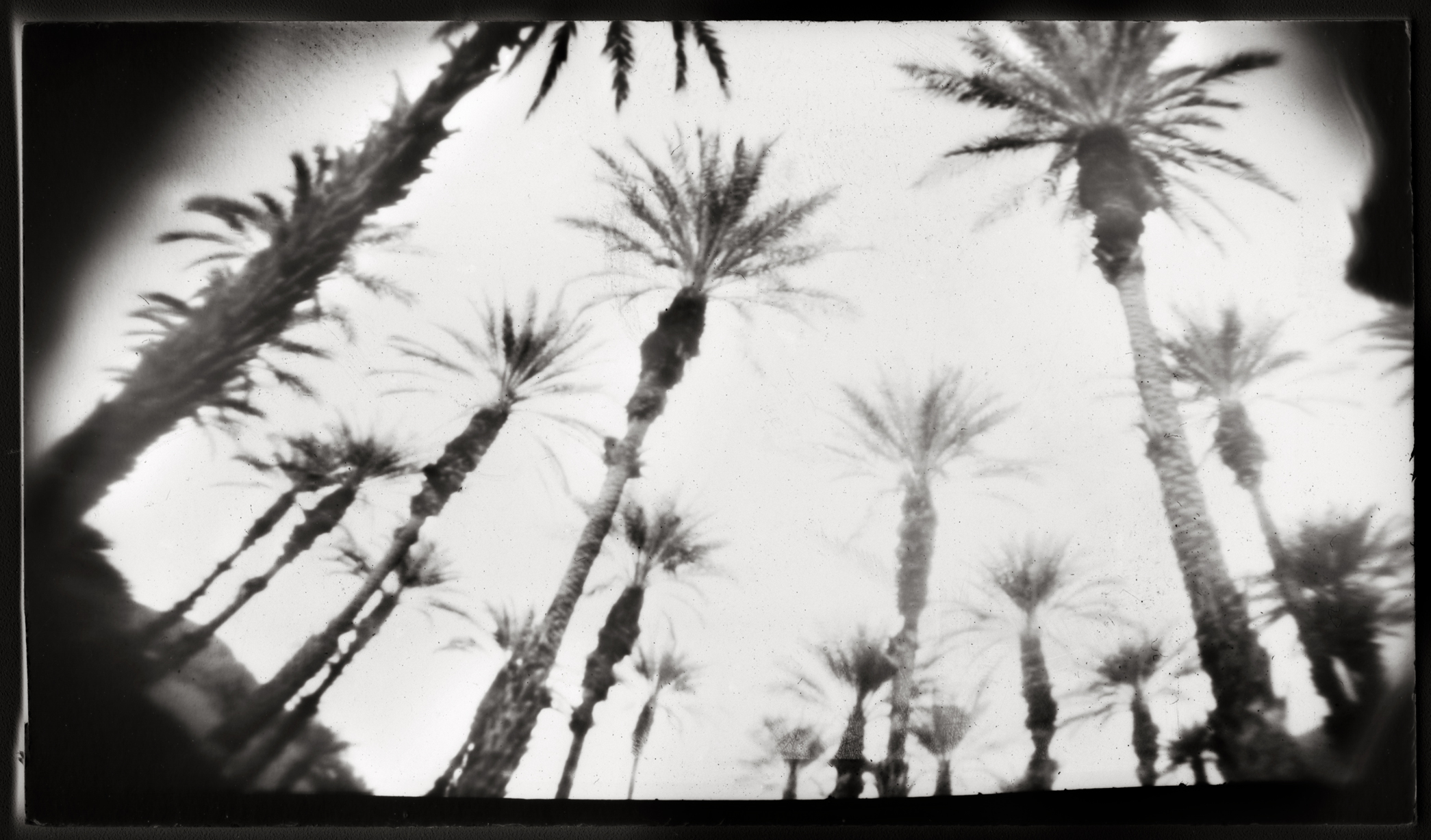 Black and white photographic paper negative pinhole photograph of palm trees