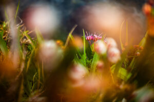 A painterly view of wildflowers and small green plants in the sierras in California