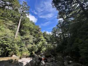 color photograph looking up a canyon with a river and a forest of Japanese cedars on both side in the Yakusugi Land forest in Yakushima, Japan