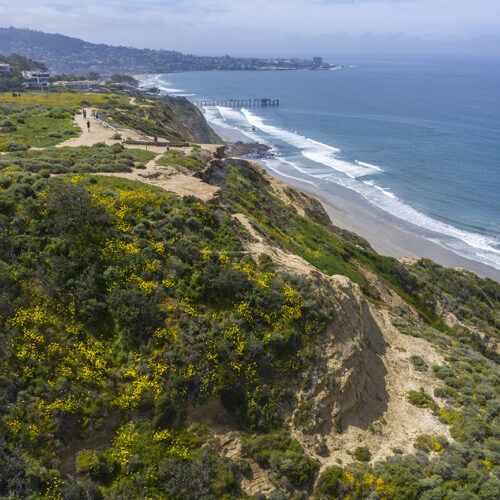 Drone photograph of wildflowers on cliffs above Blacks Beach