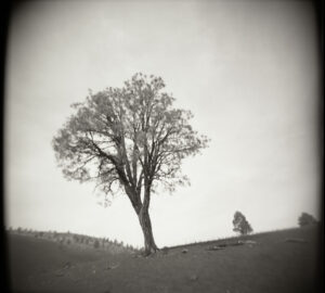 Black and white Holga photo of lone tree on a hill in Northern Arizona