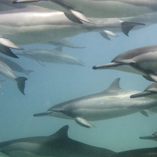 Spinner Dolphins Lanai Hawaii