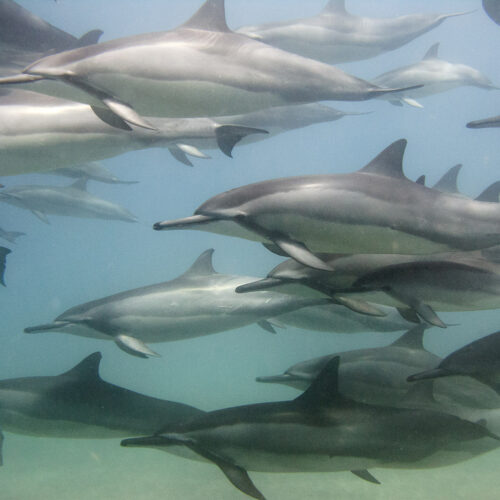 Underwater photograph of a pod of Spinner dolphins in Lanai Hawaii