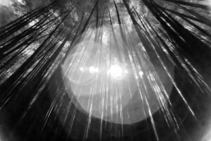 Black and white infrared photo with lens flare in the Arashiyama Bamboo Forest in Kyoto Japan