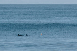 Chris Keeney swimming in the ocean next to two dolphins at Blacks Beach in La Jolla California