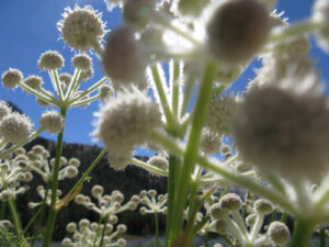 A cluster of white flowers shaped like balls backlit with bright midday sunlight in a meadow in Yosemite National Park in California