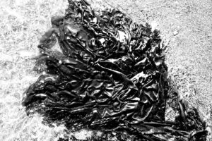 high contrast black and white photograph pile of of Hedophyllum Sessile (Sea cabbage kelp) photographed in Mendocino California