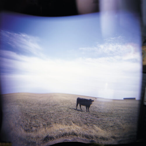 A black cow standing in an empty field on a farm in Kansas. On the side of the image there are light leaks and a couple of Coop oil cans hanging in a barn