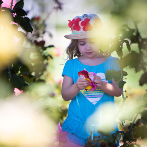 Portrait of a young girl wearing a hat and heart t-shirt in a rose garden holding flower pedals in Liberty Station