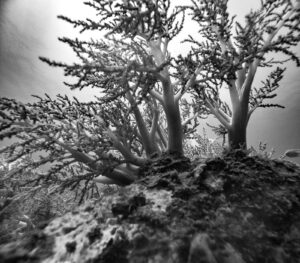 Black and white photo of a grouping of soft corals photographed underwater with a GoPro 11 camera while SCUBA diving in the Racha Islands in Thailand