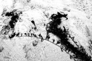 high contrast black and white image of seaweed washed up on the sand with foot prints dotted around it