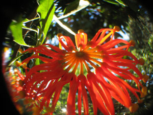 A strange looking starfish like orange and red flower seen through a lens that distorts is shade and color