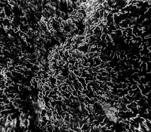Abstract black and white photography of coral of the coast of Thailand