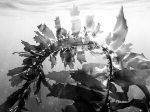 Black and white underwater photograph of Feather Boa Kelp (Egregia menziesii) in La Jolla San Diego California