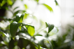 Bright light illuminating the green leaves in the greenhouse at the Queen Sirikit Botanic Garden is a botanical garden in Mae Rim District, Chiang Mai Province, Thailand.