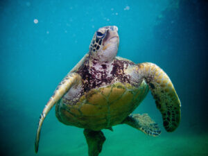 Underwater close up front view of a Hawaiian Green sea turtle showing his front flippers and underneath his shell