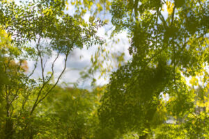 A green curtain of Japanese maple tree leaves with puffy white clouds and some blue sky in the background.