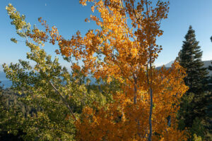 Orange and yellow amber Fall colors created by these aspen trees backlit by warm afternoon sunlight in Lake Tahoe with green pine trees, mountains and water in the background