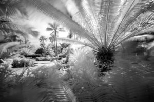 infrared black and white photo looking through the palm trees and cycads at the Qamea Resort in Fiji