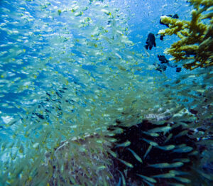 A school of small clear and yellow fish swimming around a staghorn coral reef in Phuket Thailand