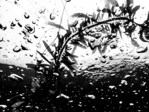 abstract black and white photography of feather boa kelp and air bubbles rising to the surface.