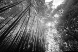 black and white infrared photograph of the Arashiyama Bamboo Forest in Kyoto Japan looking up at the tops of the forest and the sun making lens flare in the photo