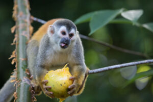 Central American squirrel monkey with his tongue sticking out while holding and eating a mango in a tree in Costa Rica