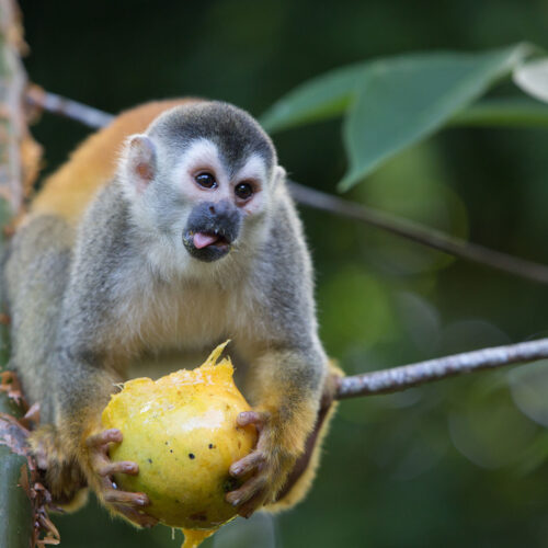 Central American squirrel monkey with his tongue sticking out while holding and eating a mango in a tree in Costa Rica