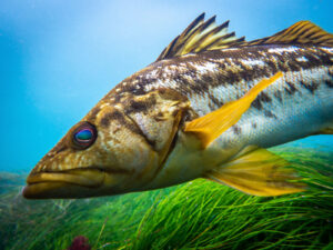 Up close and personal color photo of a brown, white and yellow kelp bass underwater swimming just above the eel grass at La Jolla shores in San Diego, California.