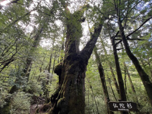 wide angle photo looking up at the large Japanese cedar tree called the Buddhasugi in the Yakusugi Land park in Yakushima Japan