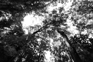 a black and white photo looking up at the cedar forest canopy from the Daimon-zaka cobble stone path in Japan