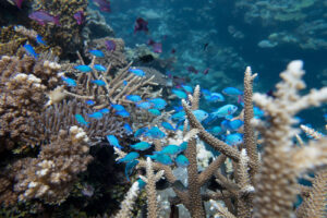 Underwater coral reef in Fiji with vibrant blue fish swimming through soft coral formations
