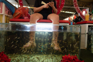 a color photograph of a fish tank with a bunch of small fish called Garra Rufa or otherwise know as doctor fish nibbling on a man's leg and feet that are stuck into the water where the first are living