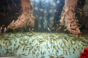 A school of Garra Rufa fish swimming in a tank with a person's feet in it. The fish are nibbling on the mans feet to eat the dead skin off as their food.