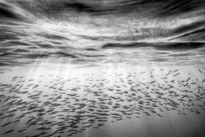 black and white underwater photograph of a school of fish swimming together just under the surface of the water and you can see the rays of sunlight coming into the water and around the fish. Ripples of water can be seen op the top and create an interesting black and white abstract pattern