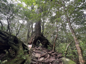 color photograph of a woman standing under the large Kuguri sugi cedar tree on the Taikoiwa trail on the island of Yakushima Japan