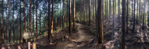 Wide angle panoramic photo of a woman hiking through a forest of evergreen trees on the Kumano Kodo trail in Japan.