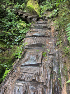color photo of a large tree stump that has been laid in the path of a trail and carved with an axe or knife to help create traction on the wood when it's wet. Bracken ferns and moss can be see on the sides of the trail in Yakusugi Land in Yakushima Japan
