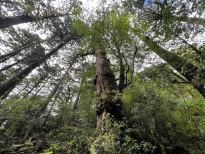 looking up at the forest canopy of the Japanese cedar trees at Yakusugi Land in Yakushuma, Japan