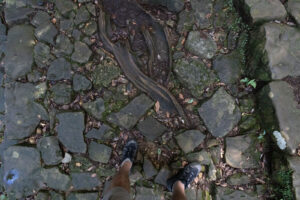 a stone path artfully paved so that they don't disturb the roots of the Japanese cedar trees the trail leads through. You can see a persons legs and shoes standing on the path