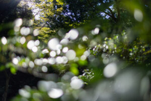 looking into a forest of trees in Kyoto Japan with sparkling lights coming towards the camera and trees in the background with sunlight shinning through