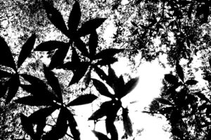 high contrast black and white photography of leaves mixing together to create a balance of black and white space