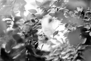 black and white abstract photograph of leaves on a Styphnolobium japonicum 'Pendula' Weeping Japanese Pagoda tree in the garden on the grounds of the Nijo Castle in Kyoto, Japan