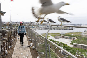 Woman walking next to nesting black-tailed seagulls at Kabushima Shrine in Hachinohe Japan