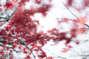 abstract color photograph captured in a painterly style of soft swashes of red of maple leaves blowing in the wind accented with the black lines of the branches.