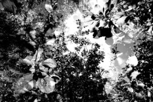 Black and white abstract multiple exposure photography of leaves on a tree in Muir Woods National Monument in California