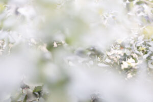 A dreamy color photo that illustrates the soft transition of fresh whites mixed with soft green hues