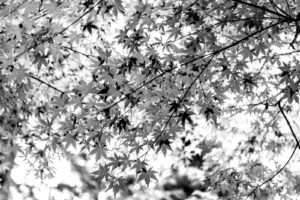 black and white photograph of Japanese maple trees in the gardens of Meiji Jingu shrine in Tokyo, Japan 2024