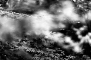 dreamy black and white photograph of Japanese maple tres leaves at the Meiji Jingu Shinto shrine gardens in Tokyo Japan