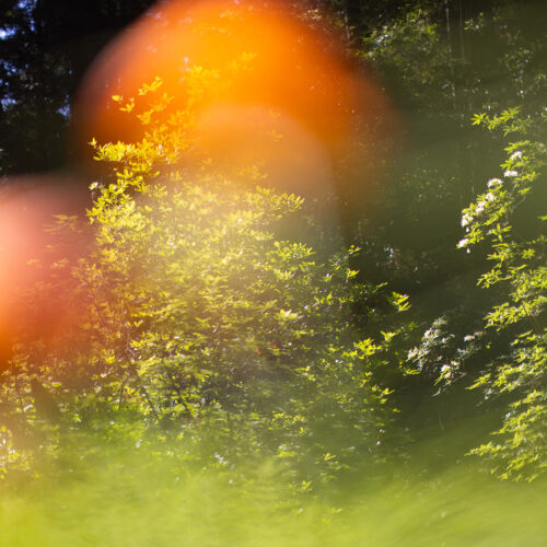 Artful abstract photography of an orange flower blooming in an open field in Muir Woods National Monument with the foliage of green trees behind it.